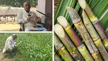 This Haryana Farmer is Transforming Sugarcane Cultivation via Innovative Methods!
