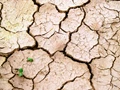World Environment Day 2024: Protect Our Land, Combat Desertification, Nurture Drought Resilience