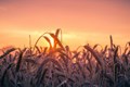 How Climate Change Can Compromise Food Safety