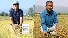  Uttarakhand Farmer is Revolutionizing Agriculture with the Development of Narendra 09 Wheat Variety