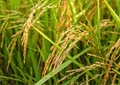 CR Dhan 807: India's First Non-GMO Herbicide and Drought Tolerant Non-Basmati Rice Variety