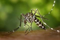 Union Health Ministry Issues Advisory Amid Surge in Zika Virus Cases in Maharashtra