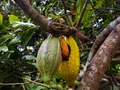 Cocoa Farming: Know the Secrets in Comprehensive Manual