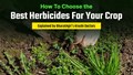 Choosing the Best Herbicide for Your Crop, Explained by BharatAgri’s Krushi Doctor