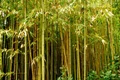 Bamboo Cultivation Offers Unique Opportunity to Improve Livelihoods: Govt