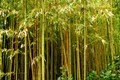 Bamboo Cultivation Offers Unique Opportunity to Improve Livelihoods: Govt