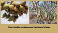 Thar Madhu: An Improved Variety of Mahua