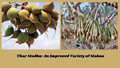 Thar Madhu: An Improved Variety of Mahua