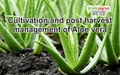 Cultivation and post harvest management of Aloe Vera
