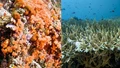 Coral Reef Conservation: India's Efforts to Protect Climate-Induced Bleaching