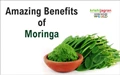 Amazing Benefits of Moringa