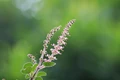 Why Should You Eat Tulsi Leaves on an Empty Stomach?