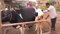 This Man Left a Govt Job for His Passion and Now Earns Rs 70 Lakhs Annually in Dairy Farming