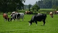 Govt Asks All Stakeholders in Animal Husbandry Sector to Make India FMD-Free
