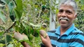 Meet India's First Farmer Growing World's Costliest Miyazaki Mangoes Worth Rs. 2.74 Lakh per Kg in His Terrace Garden