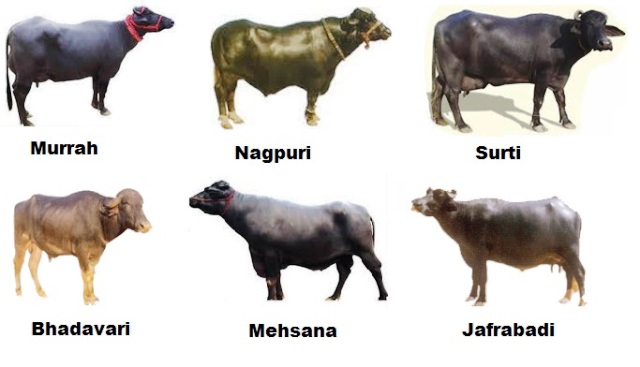 Important Breeds Indian Buffaloes and their Characteristics