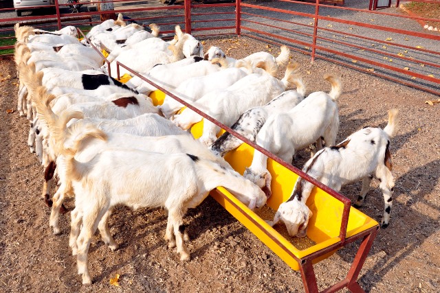 Want to Become A Successful Goat Farmer? Here are the Excellent Tips,  Benefits of Rearing Goats & Making Maximum Profit