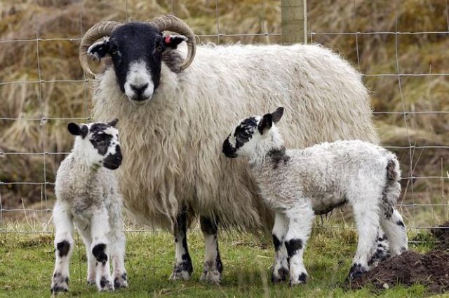 Modern Methods Of Sheep Farming Business Read Tips For Better Production Maximum Profit