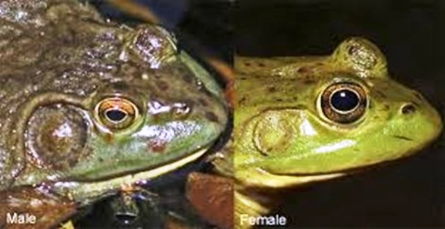 Male Frogs Becoming Female Frogs By The Use Of Pesticides