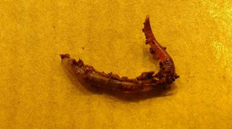 earthworm on mars