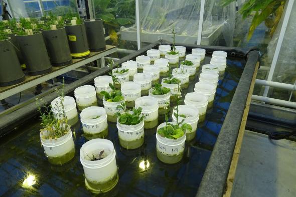 experiment on mars