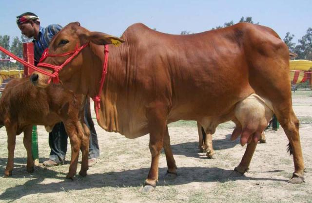 Milk Producing Indian Cattle Breed: These 4 Indian Breed can Give Milk up to 80 Liters
