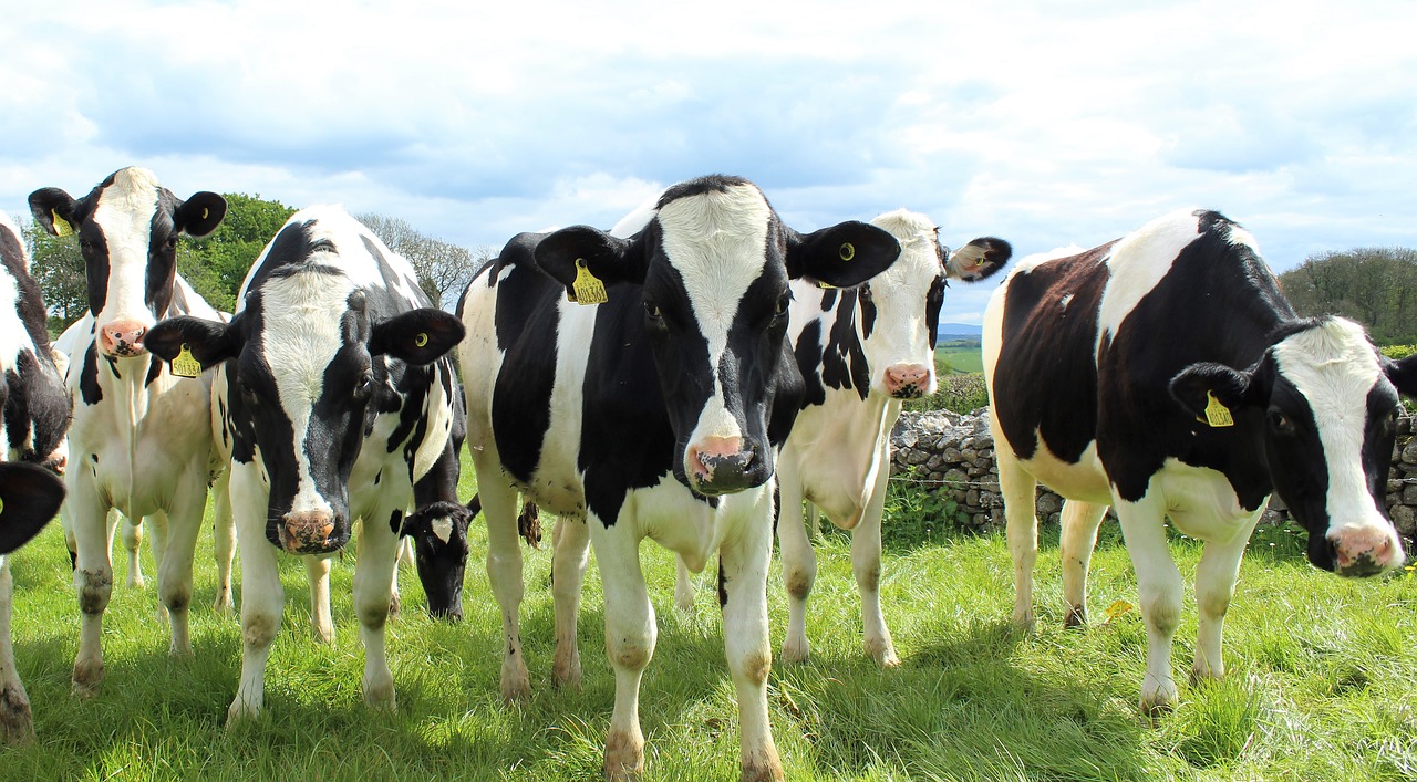 dairy farm