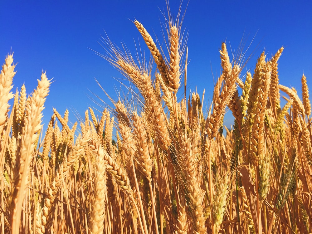 Top Varieties of Wheat For This Rabi Season