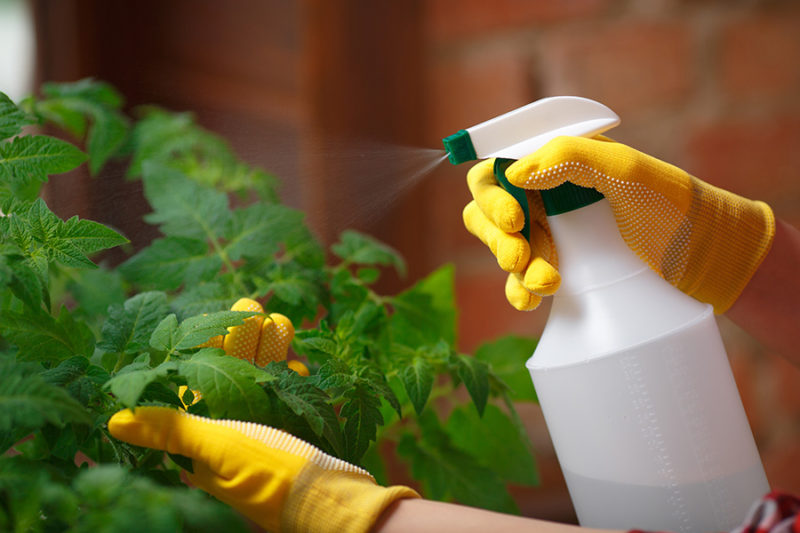 How To Make Organic Pesticide Easily At Home