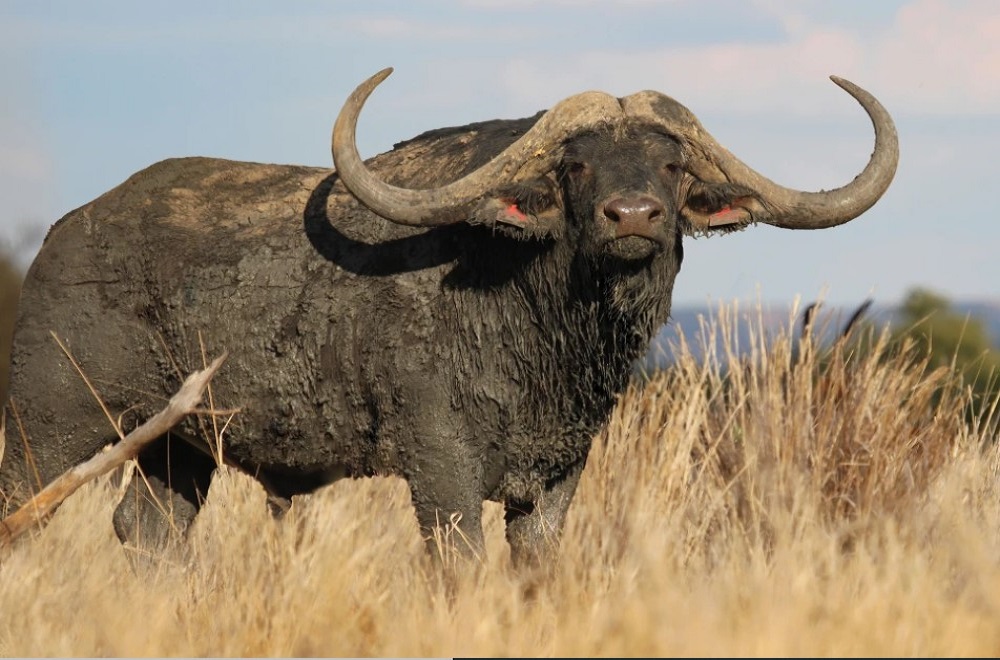 Most Expensive Buffalo 'Horizon' Costs a Whopping Crore!