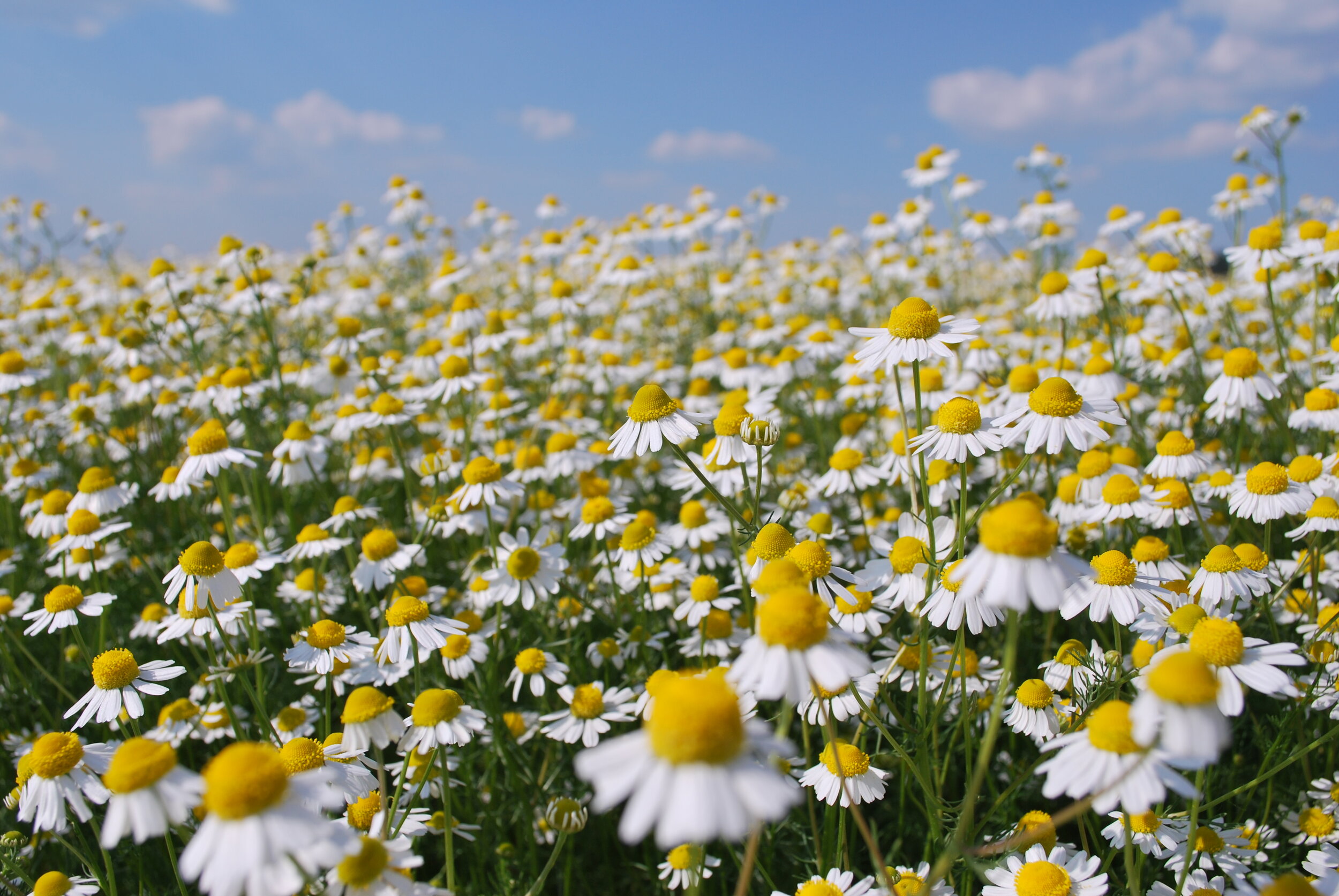 Chamomile Farming: Earn up to Rs 2.5 lakhs Profit per Hectare in 25 Days