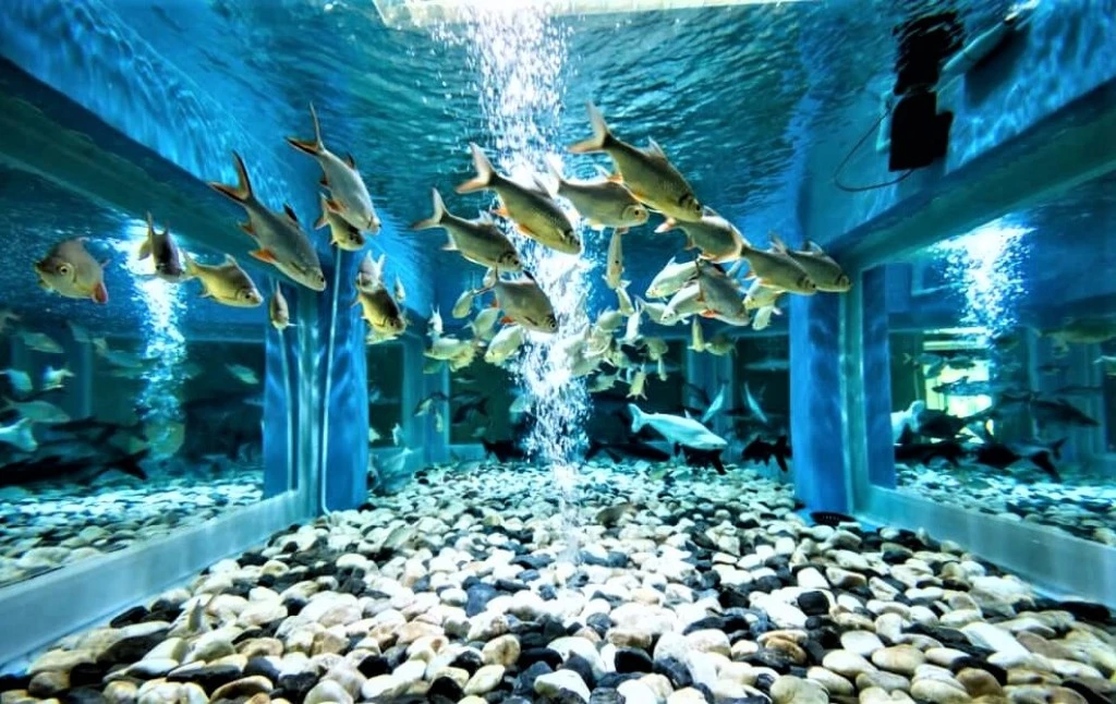 Construction of Aquariums Business
