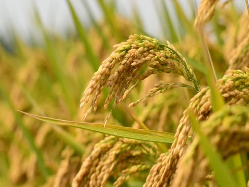 Farmers in India get two new high yielding paddy varieties developed by ...