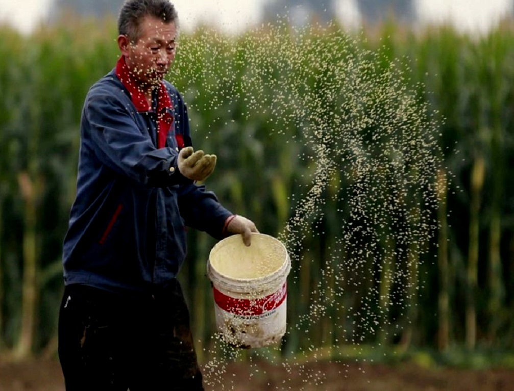 Approval of Gene-Edited Crops in China Energizes Researchers - Vimarsana News