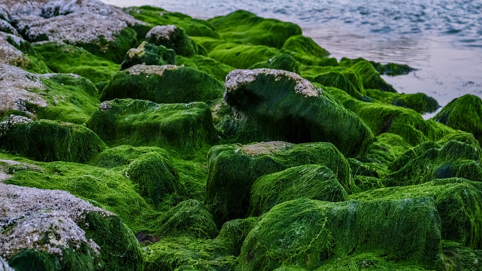 AI Helps in Growth of Algae for Producing Clean Biofuel - Vimarsana News